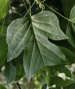 Close up of a tulip tree leaf.