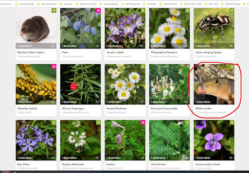 Screenshot from iNaturalist showing 15 small images of plants and animals