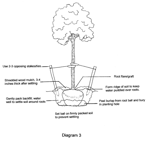 Black and white diagram showing steps for planting a balled and burlapped tree.