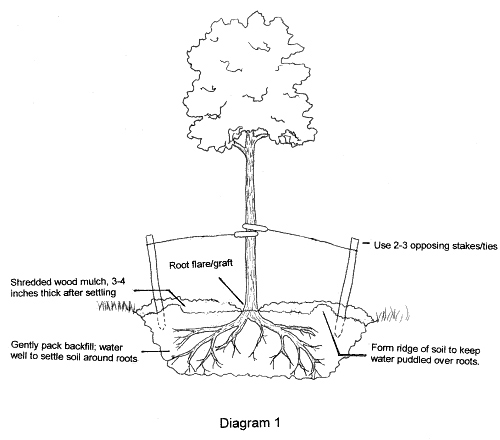 Black and white diagram showing steps for planting a bare root tree.