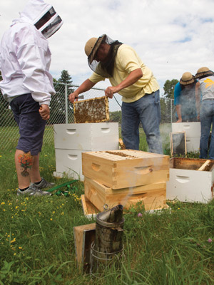 People in bee suits looking in beehive