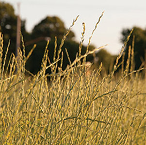 Kernza in field