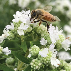 Honeybee on flower