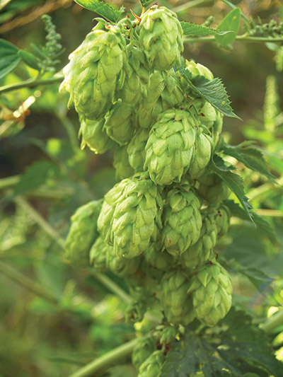 Close-up of hops plant