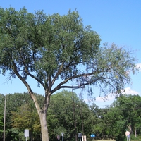 Branches of elm with yellow leaves