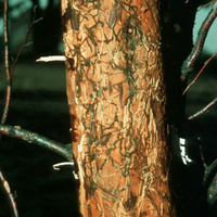 S-shaped galleries on a birch bark