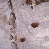 D-shaped holes on the bark of a paper birch