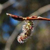 Small cluster of aspen flowers on the end of a twig