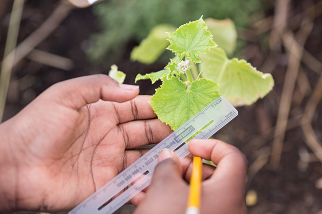 Child measuring leaves in schoolyard garden