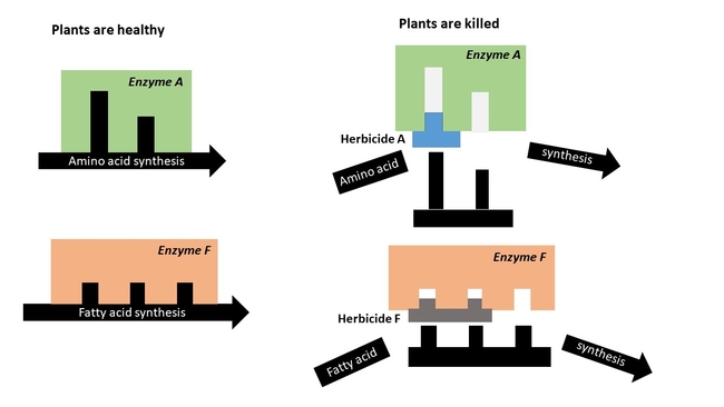 Enzymes function as steps in biological processes