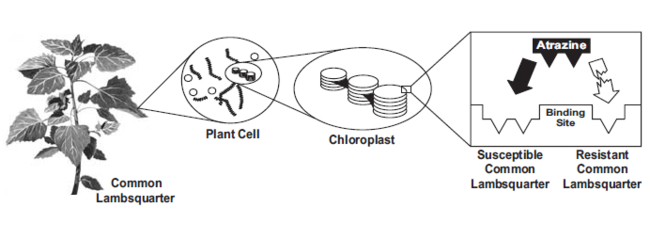 Photosynthetic inhibitors