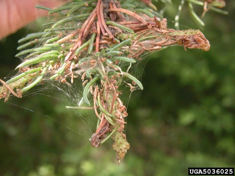 Spruce budworm (Choristoneura fumiferana) damage. Image by Joseph OBrien, USDA Forest Service, Bugwood.org