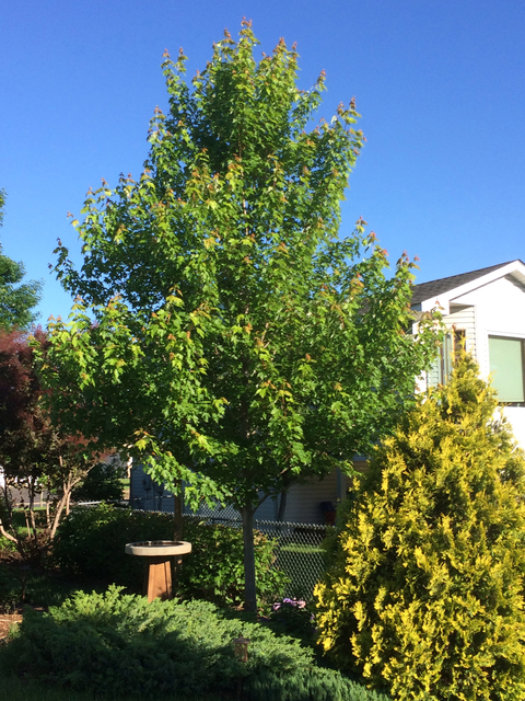 First Editions Matador maple. Photo: Bailey Nurseries