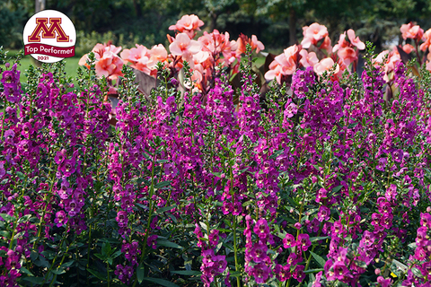 Angelonia Angelissa™ Rose