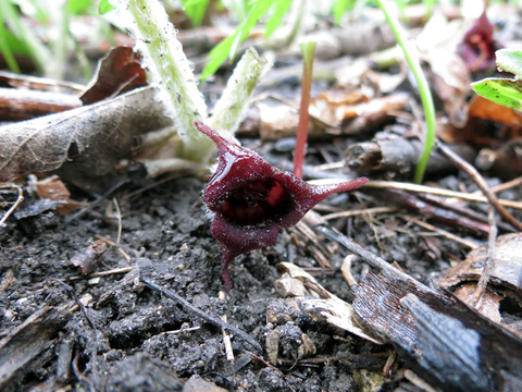 Wild ginger flower on wet ground.