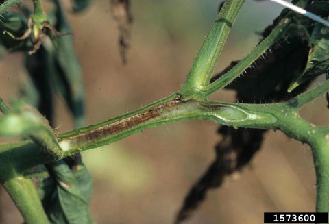 Stem with internal structure exposed showing brown discoloration within stem.