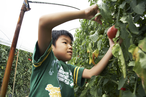 boy picking fruit