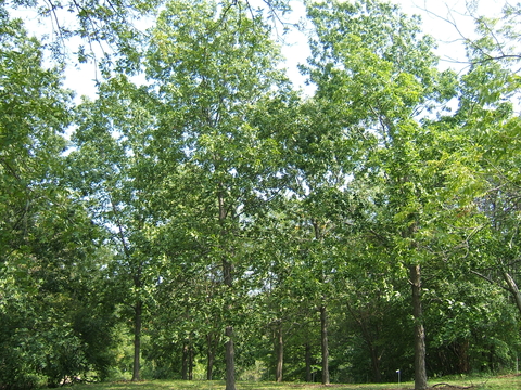 Shagbark hickory