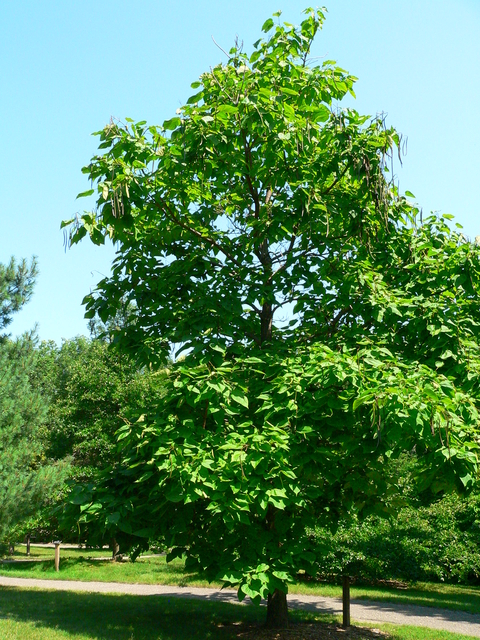 Northern catalpa