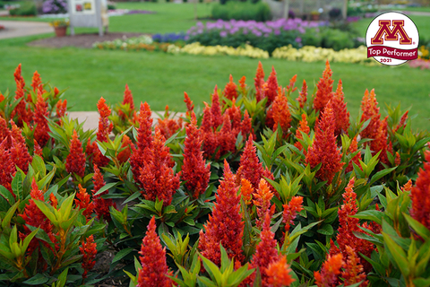 Celosia Kelos® Fire Orange 