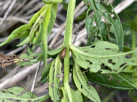 A golden loosestrife beetle (G. pusilla) on a purple loosestrife plant which has many holes in the leaves from being attacked by the beetles.