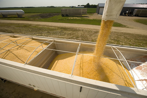 Corn at grain elevator.