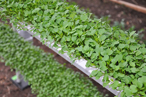 Greens growing in greenhouse