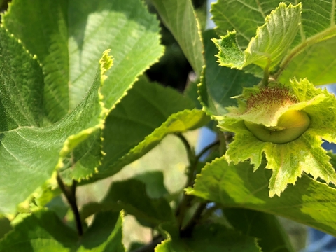 Close-up of a hazelnut growing inside the casing on a live shrub. It has little brown "hairs" on the immature nut.