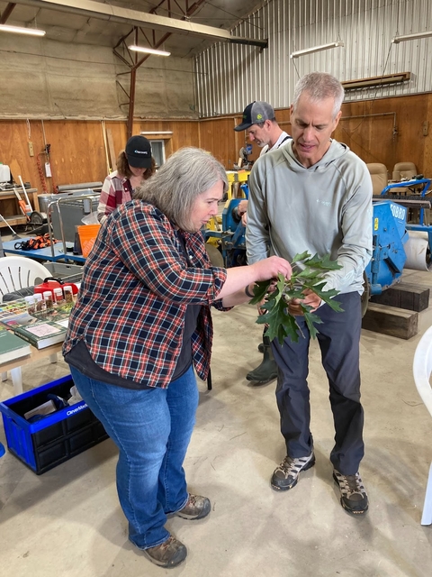 A woman shows a man how to look for acorns on an oak bough