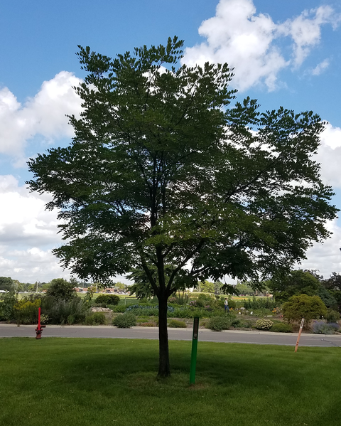 Maakia amurensis Summertime tree