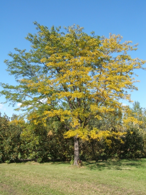 Northern Acclaim Honeylocust. Photo: Greg Morgenson, NDSU