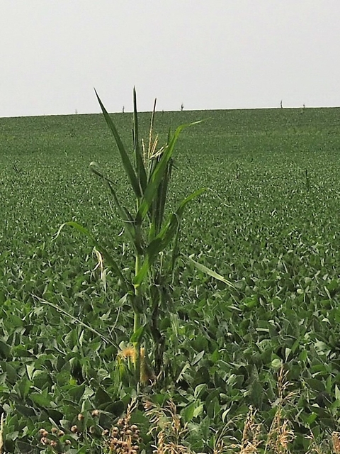 A stalk of corn stands out in a field of soybeans