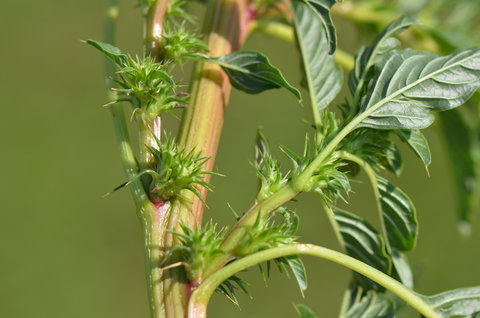 Close-up of Palmer amaranth