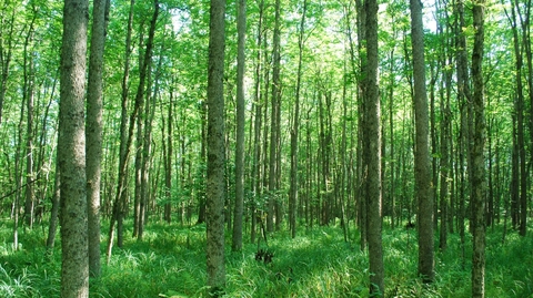 Dense, green woods