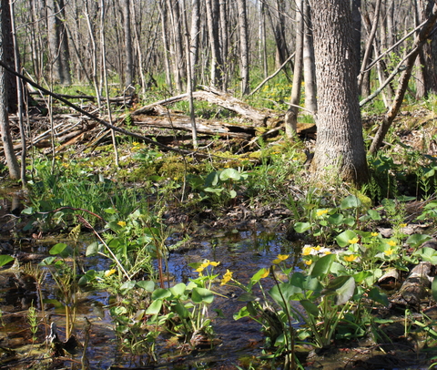 Small plants in a wet forest