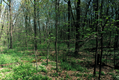 A green forest