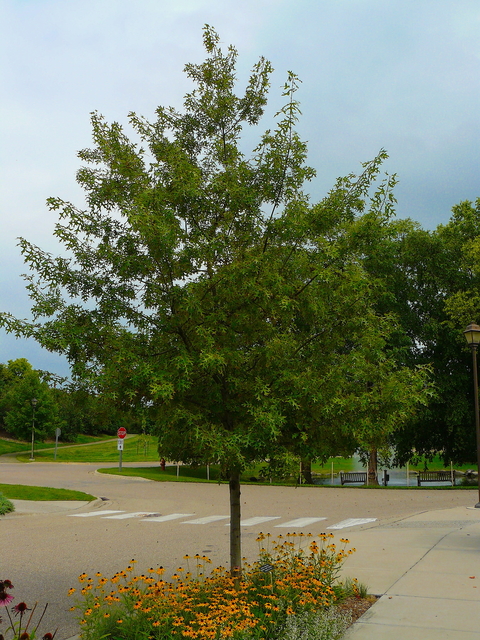 Majestic Skies Northern pin oak