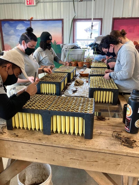 Adults around a work bench putting tree seeds into dirt filled tubes.