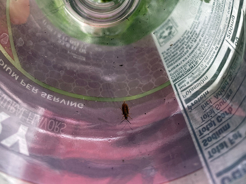 A single Galerucella beetle inside of a soda bottle.