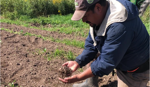 A farmer holds a handful of soil with vegetable roots. 