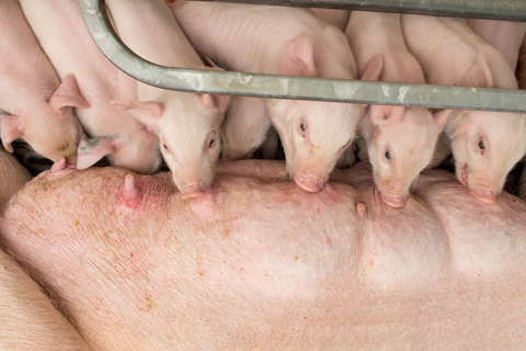 Piglets nursing.