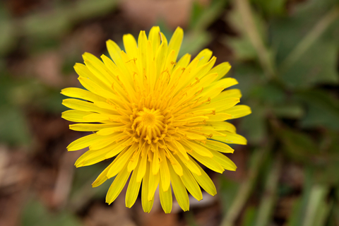 Yellow dandelion flower