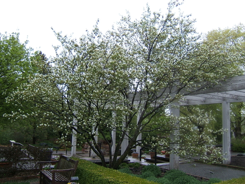 Amelanchier grandiflora