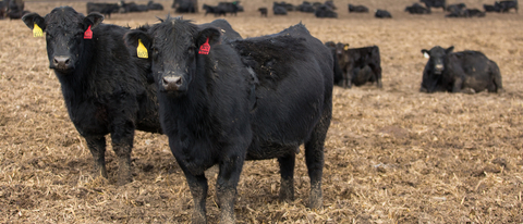 Black cows