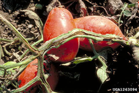 Tomato stem with brown bacterial canker in the center.