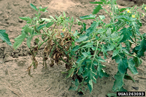 Tomato plant with brown wilting leaves starting at the bottom up