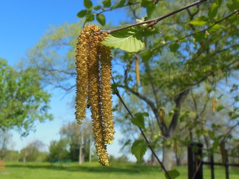 Cluster of three long, tail-like growths hanging from a tree branch.