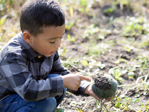 A young child holds a small melon on the vine in a garden.