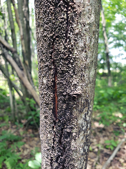 Small, raised gray fungi on a buckthorn plant.