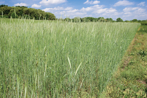 Field of rye crop